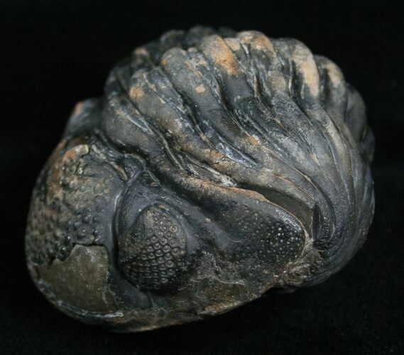 Large Enrolled Phacops Trilobite #5095